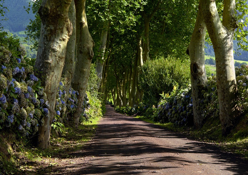 Fotomural Barato FTS 1303